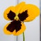 Yellow pansies viola close-up. Yellow Violet close-up.  Yellow forest violets in early spring.