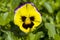 Yellow Pansy Flower