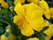 yellow pansy flower in a garden in winter season