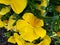 yellow pansy flower in a garden in winter season