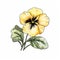 Yellow Pansy Flower Watercolor Illustration On White Background