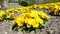 Yellow pansy flowers, flower bed
