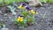 Yellow pansy flowers on garden bed