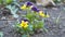 Yellow pansy flowers on garden bed