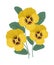 Yellow pansy flowers with leaves on a white background