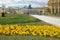 Yellow pansy flowers in Manege Square in Moscow