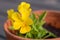Yellow pansy flowers viola in a pot