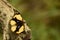 Yellow pansy junonia hierta  butterfly photograph .