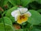 Yellow pansy lat. Viola wittrokiana in drops of water after rain