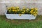 Yellow pansy or Viola pedunculata small yellow flowers in concrete flower box