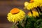 Yellow paper daisy flowers