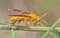 Yellow paper wasp perching on tree twig