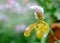 Yellow paphiopedilum or lady slipper orchid