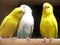 Yellow Parakeet White Parakeet Love Bird Love Triangle