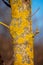 Yellow parasitic fungus grows on a tree trunk