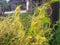 Yellow parasitic plant