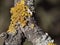 Yellow parasitic tree fungus on a tree branch, closeup