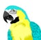 Yellow parrot