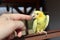 The yellow parrot is angry at a finger. Yellow-gray cockatiel sitting on a railing.