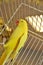 Yellow parrot in a cage