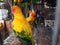 Yellow parrot in a cage