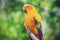 Yellow Parrot - Conure de sol - Parakeet. Close-up of the bird in the wild