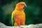 Yellow Parrot - Conure de sol - Parakeet in a natural environment. Close-up of the bird in the wild