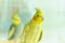 Yellow parrot Corella