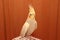 Yellow parrot corella