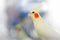 Yellow parrot corella on light background. Happy