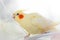 Yellow parrot corella on light background. Parrot plays