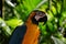 Yellow Parrot with green leaves behind