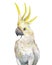 Yellow parrot illustration