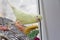 Yellow parrot plays with the toy sitting on cages
