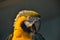 Yellow parrot portrait