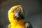 Yellow parrot portrait