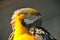 Yellow parrot portrait