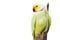 Yellow parrot sitting on dried tree branch on white background