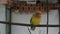 Yellow parrot sitting on a perch