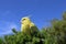 Yellow parrot on a tree. Cockatiel on a branch. Blue sky in the background.