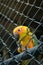 Yellow parrot trying to escape