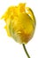 Yellow parrot tulip