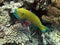 Yellow parrotfish