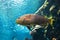 Yellow parrotfish (Scaridae) underwater