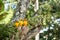 Yellow Parrots in a tree in Phuket Island, Thailand