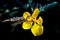 Yellow Partridge Pea Flower on Black