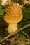 Yellow patches mushroom