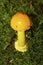 Yellow patches mushroom at Bigelow Hollow State Park in Connecticut