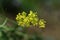 Yellow patrinia flowers