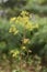 Yellow patrinia flowers